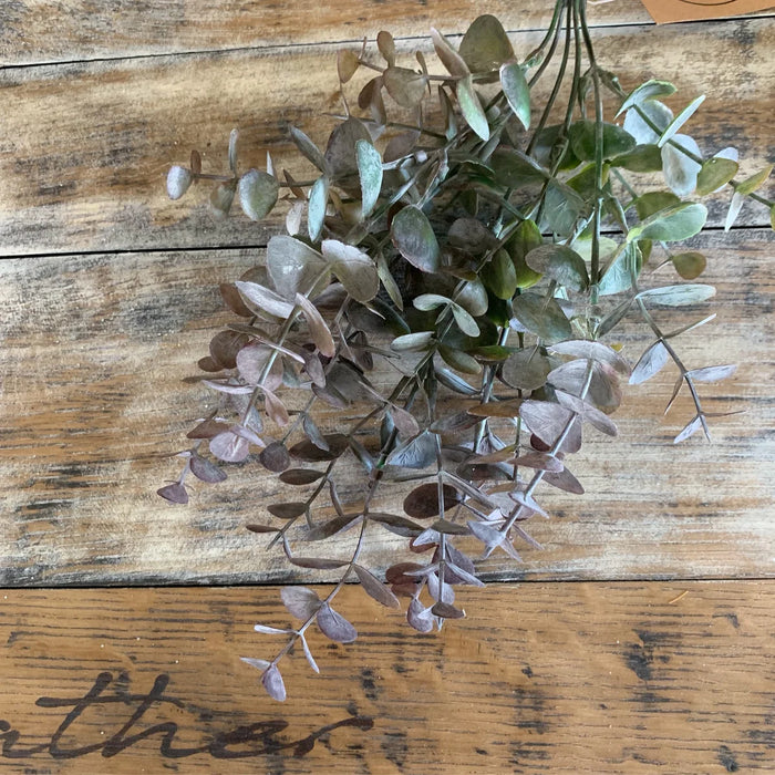 Purple Eucalyptus