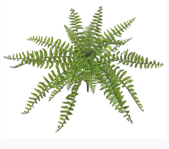 Medium Boston Fern