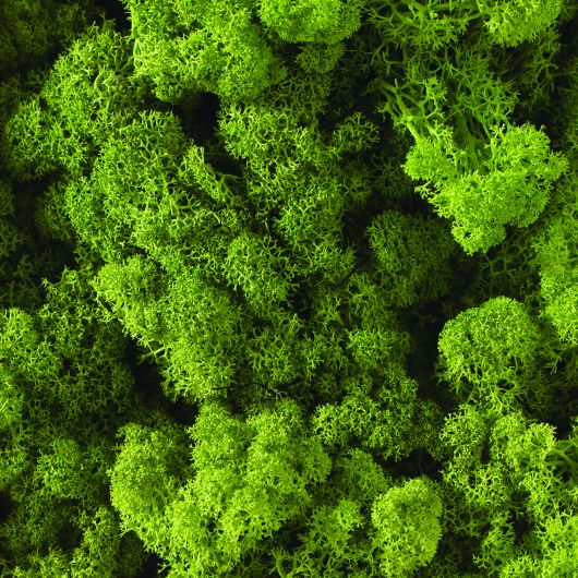 Reindeer Moss - Spring