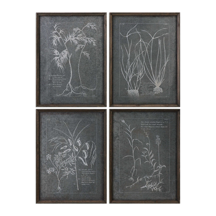 Root Study Framed Print