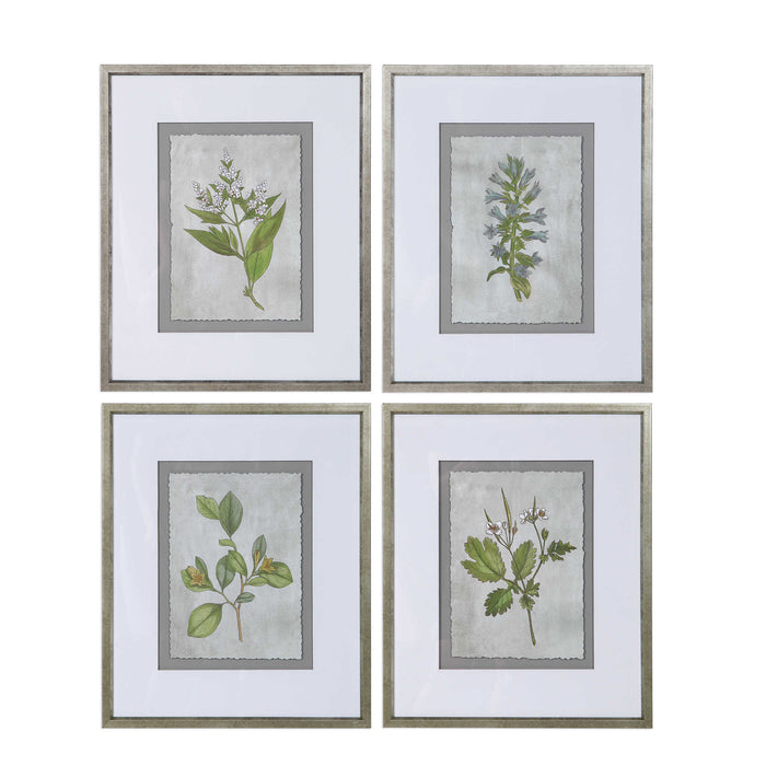 Stem Study Framed Print