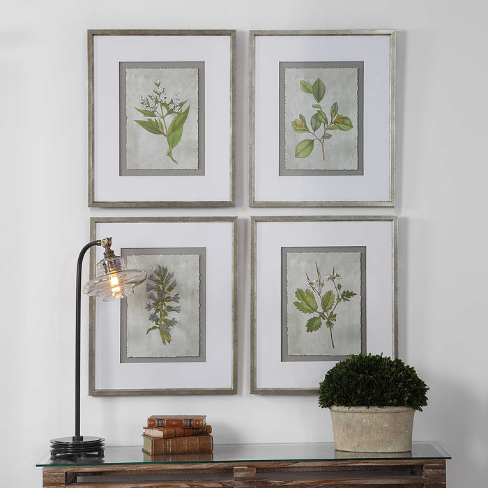 Stem Study Framed Print