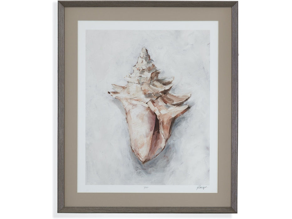 White Shell Study