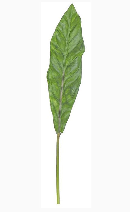 Aspidistra Leaf