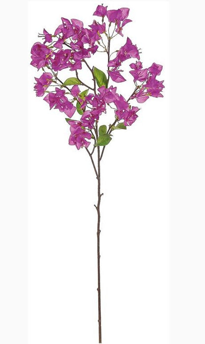 Bougainvillea Spray
