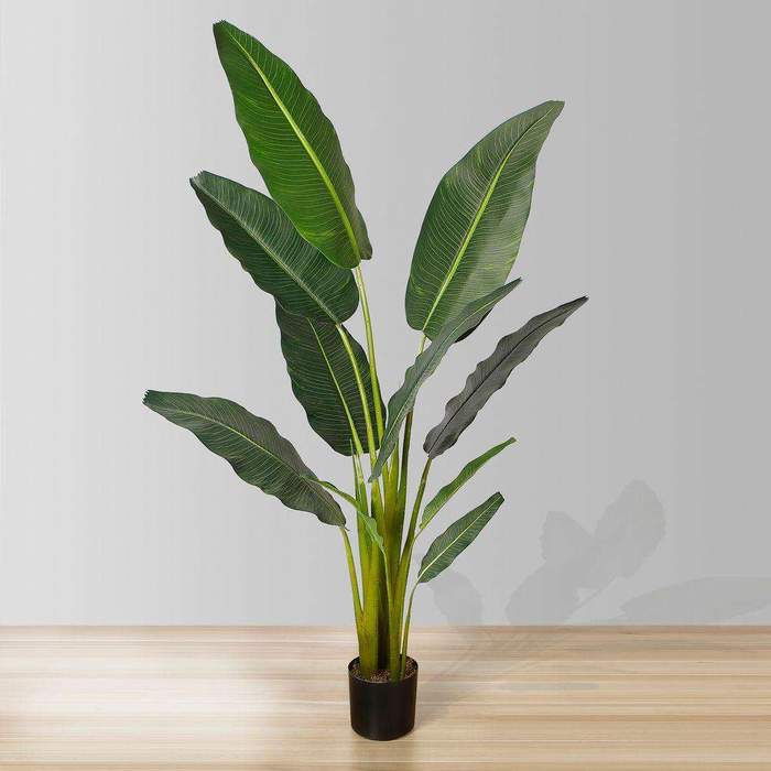 Potted New Traveller Palm