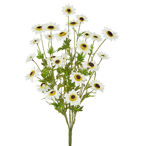 White Black-Eyed Susan Bush