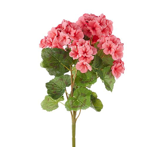 Coral Geranium Bush