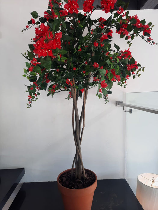 Coral Bouganvillea In Pot
