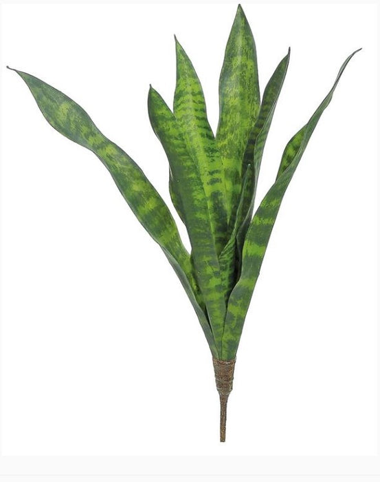 Sansevieria Plant