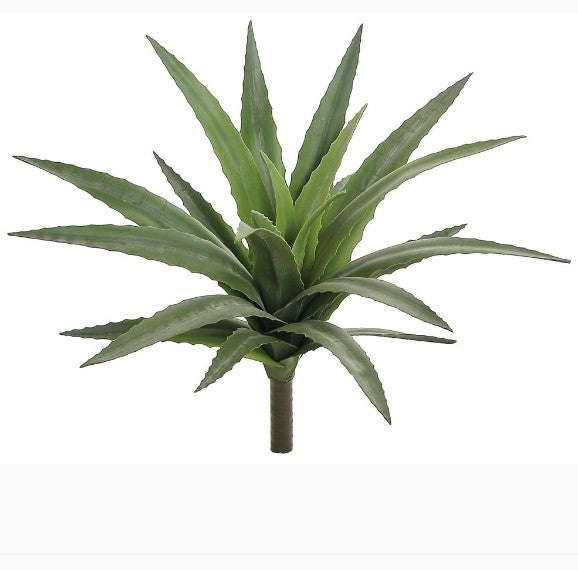 Saw Edge Yucca Plant