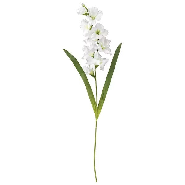 Gladiolus Flower