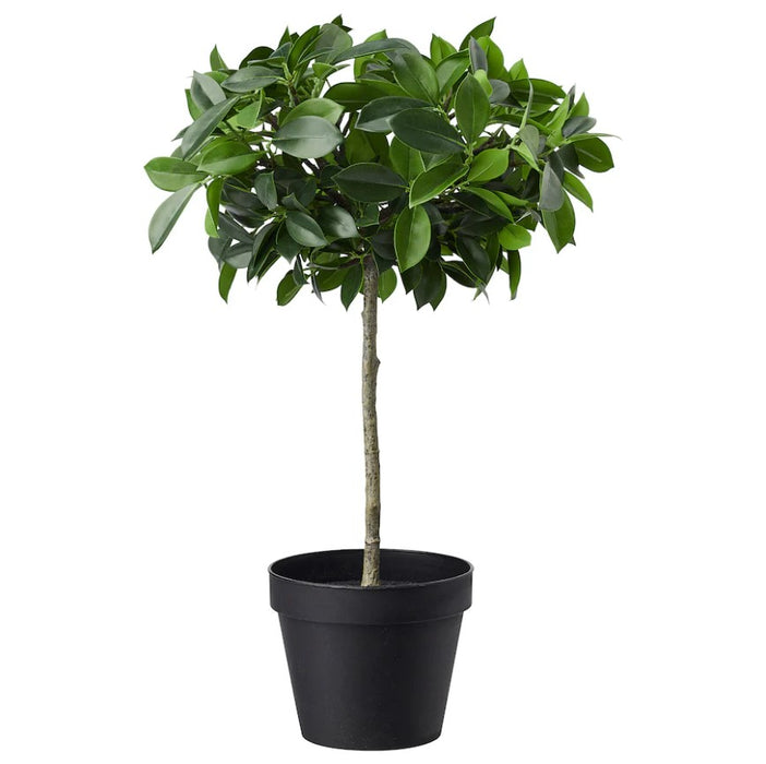 Weeping Fig Stem Potted Plant