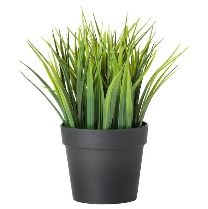 Potted Grass Plant
