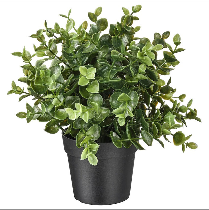 Oregano Potted Plant