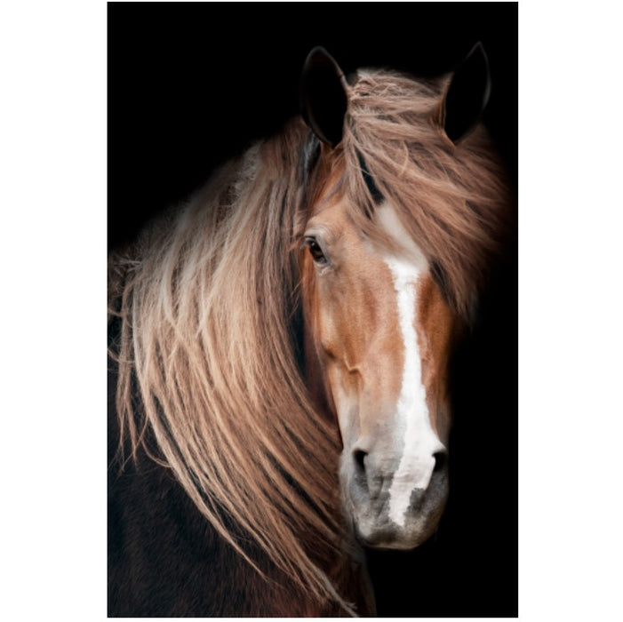 Horses Lex Art