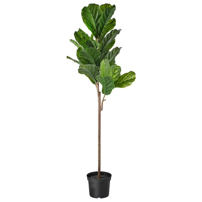 Fiddle Leaf Fig Potted Plant