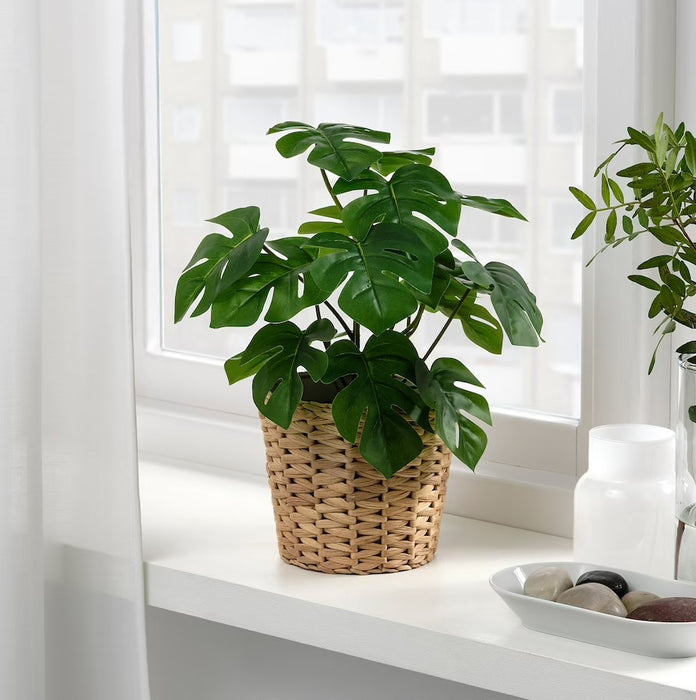 Monstera Potted Plant