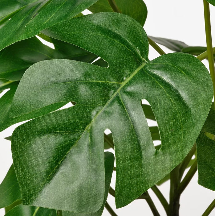 Monstera Potted Plant