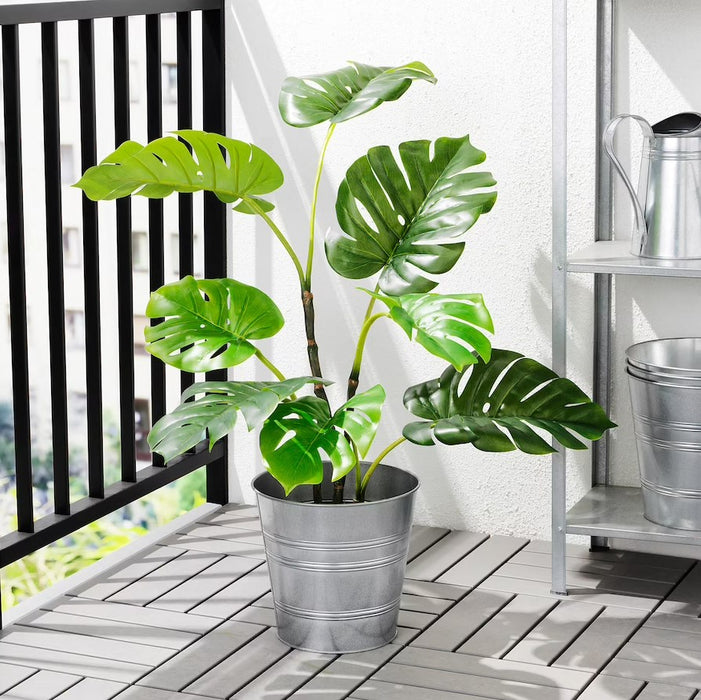 Monstera Potted Plant