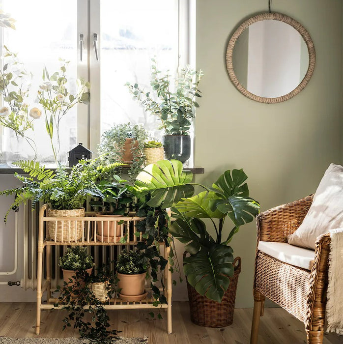 Monstera Potted Plant
