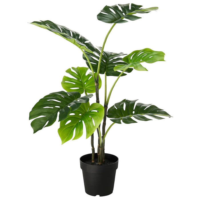 Monstera Potted Plant