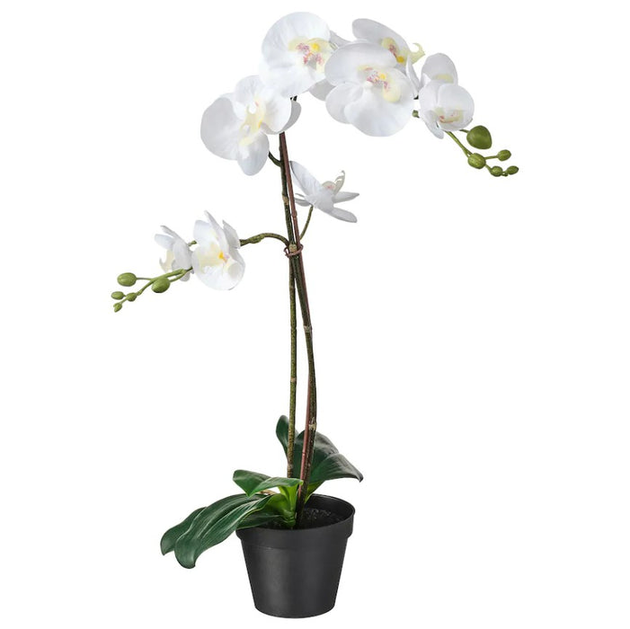 Orchid Potted Plant