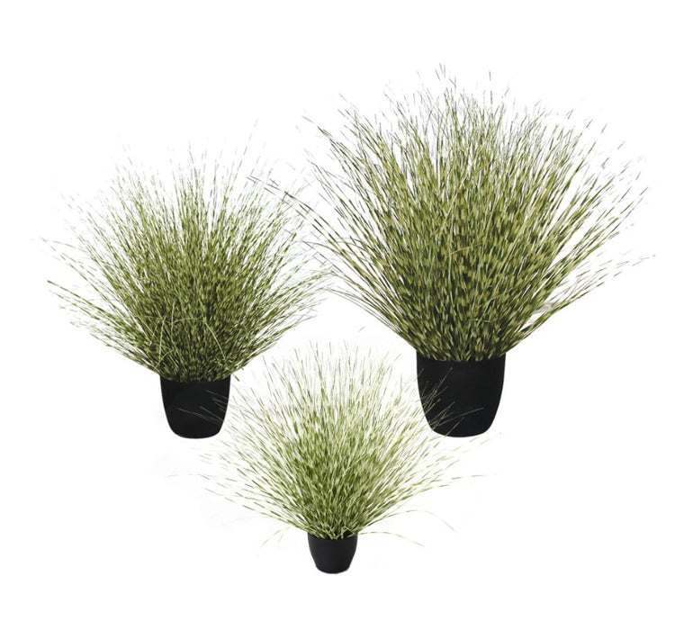 1.5' Potted Zebra River Grass