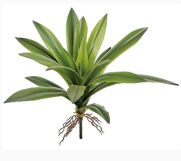 Yucca Plant