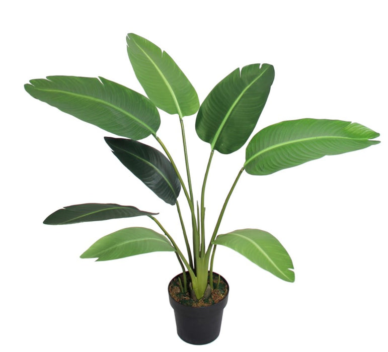 Potted New Traveller Palm