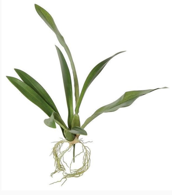 Mini Vanda Orchid Foliage