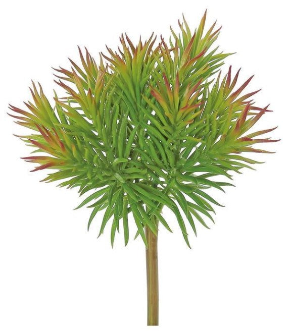 Needle Succulent Plant