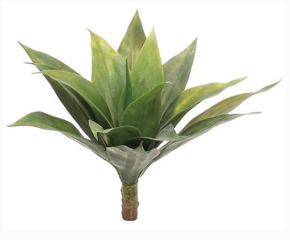 Agave Plant