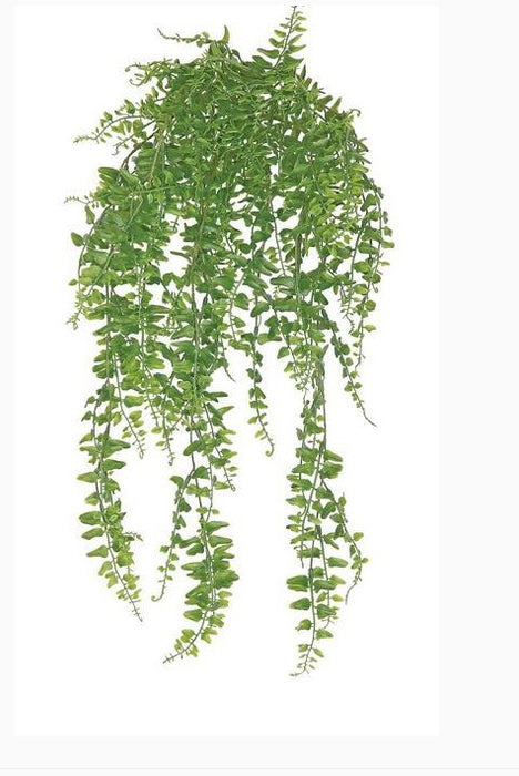 Hanging Forest Bush