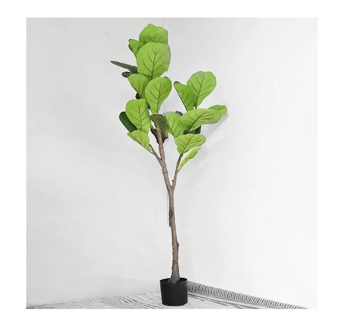 Fiddle Leaf Fig Tree