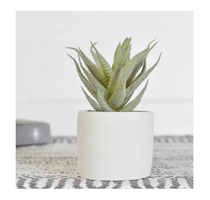 Dusty Succulent In Pot