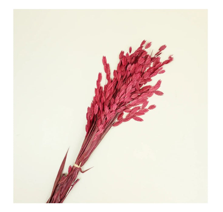 Wine Diamond Grass