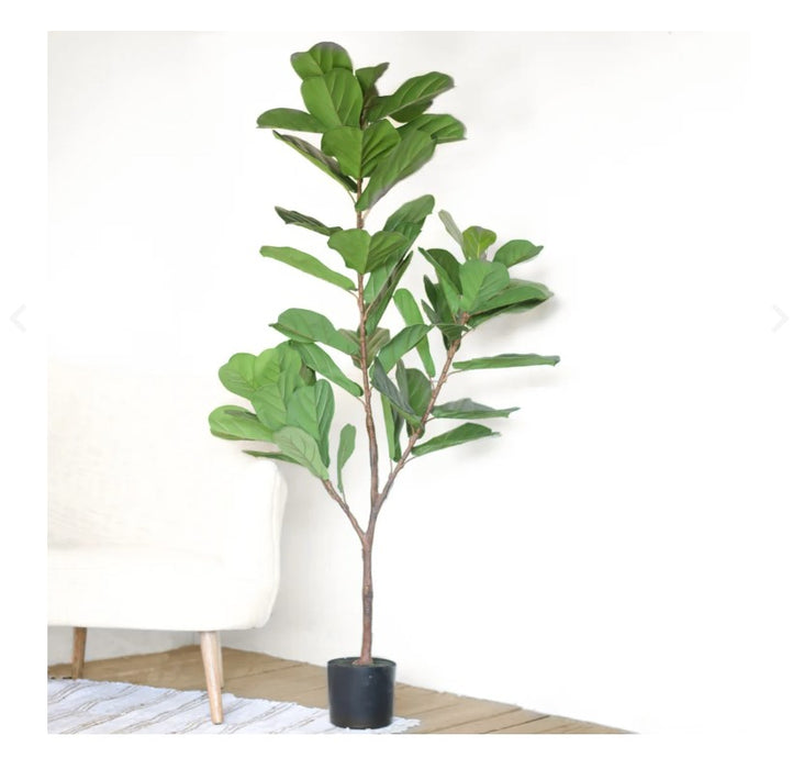 Fiddle Leaf Tree