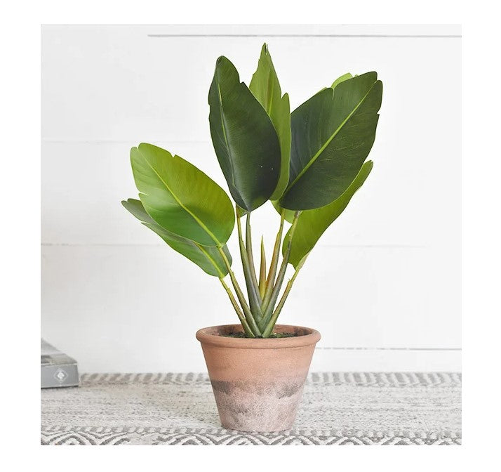 Paradise Leaf Plant