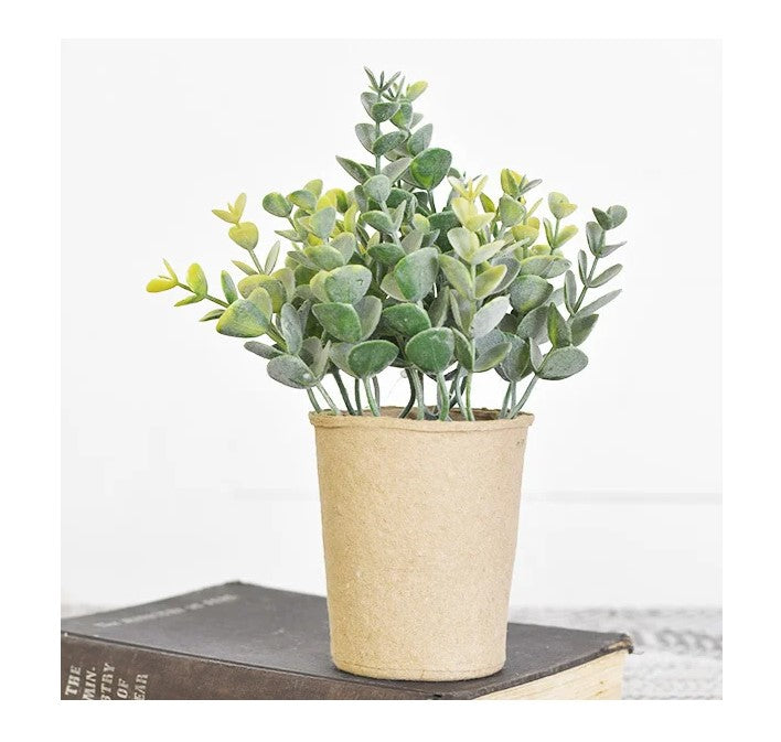 Eucalyptus In Paper Pot