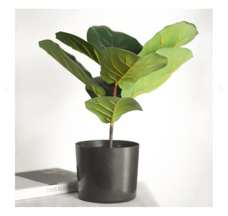 Fiddle Leaf Tree