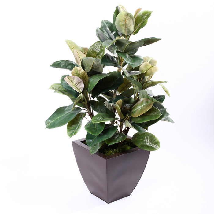 Rubber Plant In Zinc