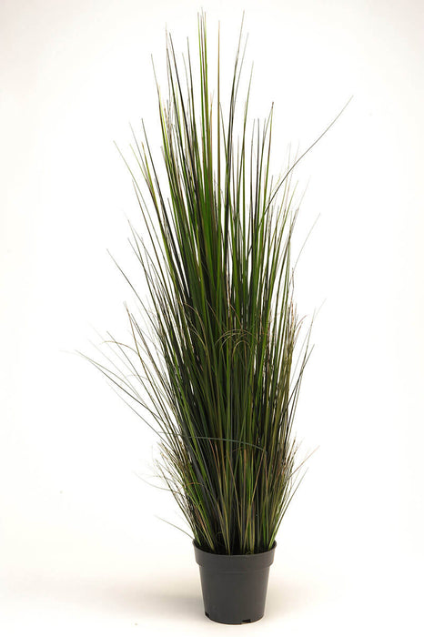 Potted River Grass