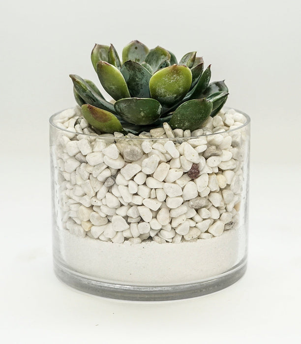 Ech In Glass