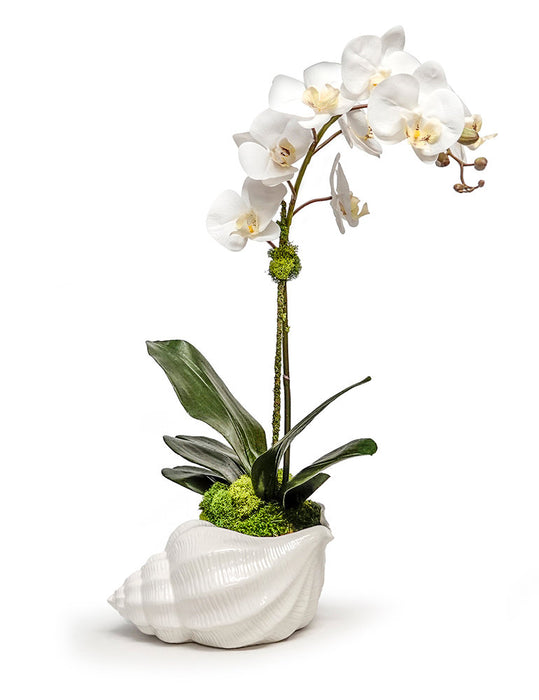 Orchid In Ceramic Conch