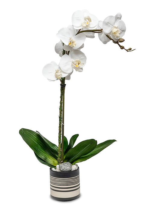 Sinclair Orchid Pot