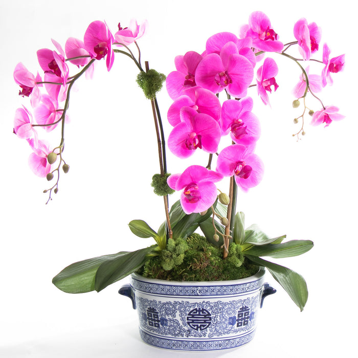 Fuchsia Orchid In Blue And White Ceramic