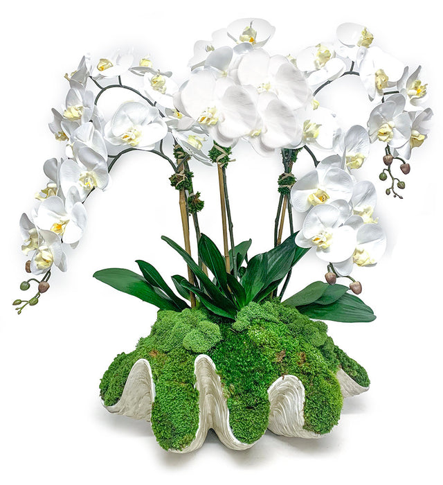 Orchid Clam Shell
