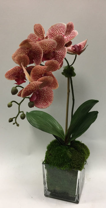 Orchid In 6" Cube Glass w/Moss