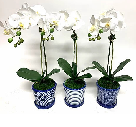PHAL In Pot With Saucer - Assorted